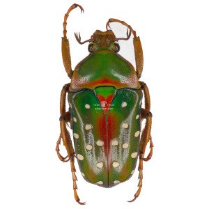 STEPHANORRHINA GUTTATA STEPHANORRHINA GUTTATA